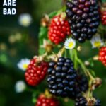 a blackberry bush with ripe and unripe berries.